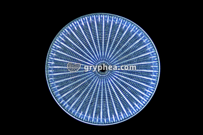 Diatomée Arachnoïdiscus (Sendaï, Japon) x40 - gryphea.com